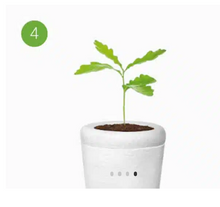 Lade das Bild in den Galerie-Viewer, urne funeraire plante bios
